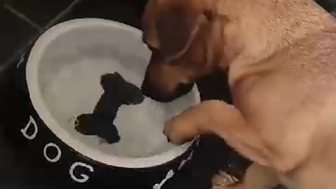 Cachorro tem dificuldade para se alimentar ...(Osso difícil de roer) kkk