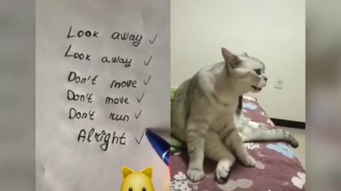 Cats talking ! these cats can speak english better than hooman_Part=2