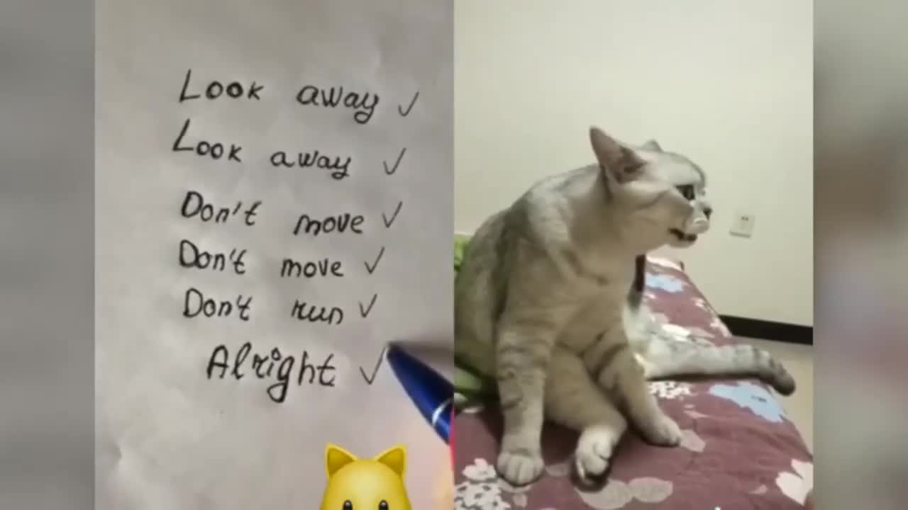 Cats talking ! these cats can speak english better than hooman_Part=2