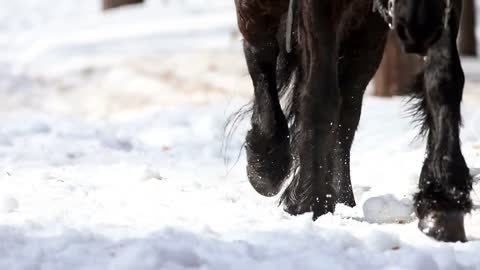 A horse walking on a snowy ground