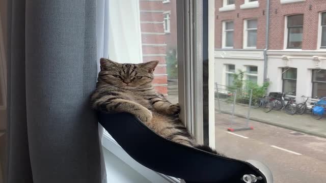 Kitten Climbs Cat Hammock