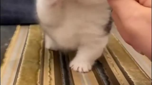 This Baby Cute Kitten Cat Playing with my Finger