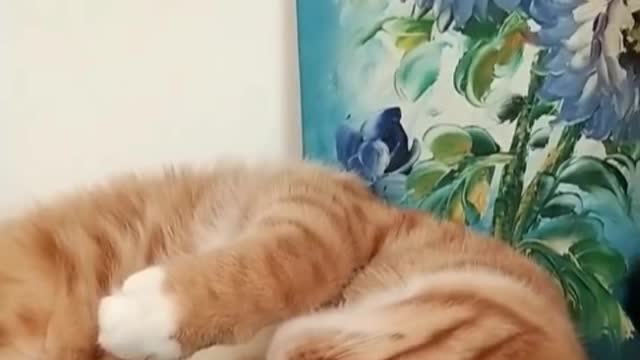 I have a cute kitten
