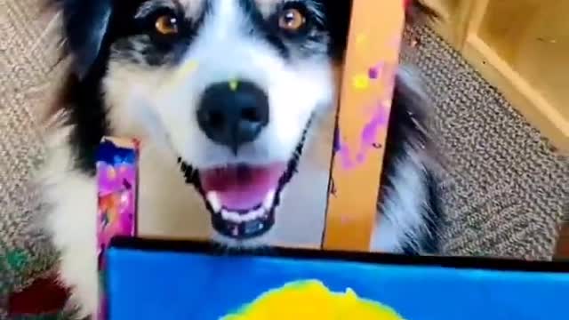 Animals.... Well done from a cute dog....😉😚