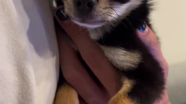 Cute Dog Video