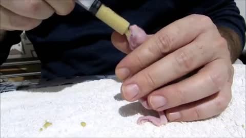 Beş Kardeş Yavru Sultan Papağanları - Hand feeding baby cockatiel