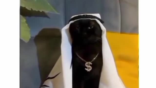 Habibi cat video