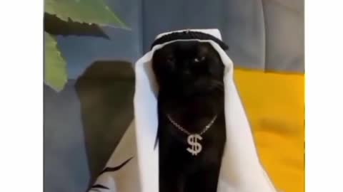 Habibi cat video