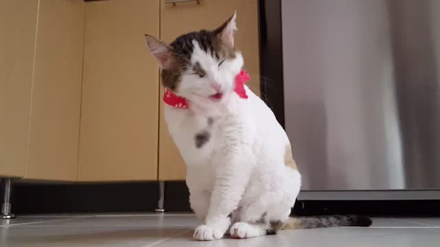My groom cat