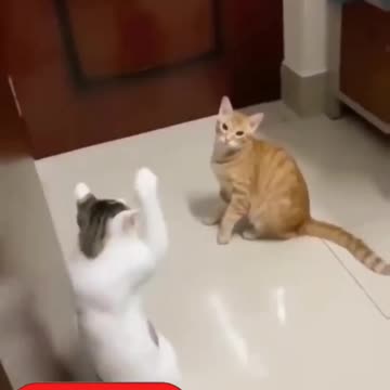 Fanny dog video and fanny cat videos