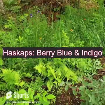 #shorts Haskap Hedge