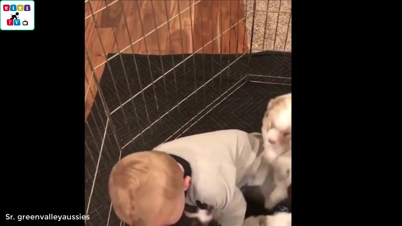 Dog Playing With Children | Dog Playing