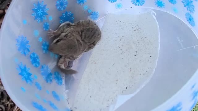 Budgie !!!