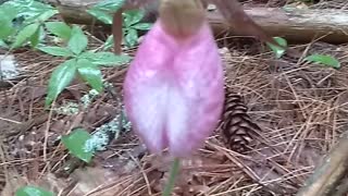 Lady's Slipper