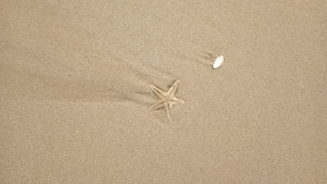 starfish on the beach