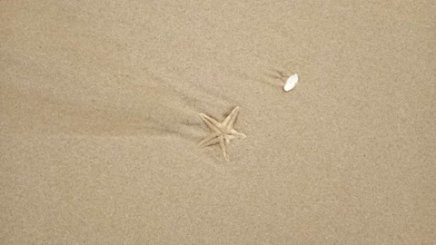 starfish on the beach