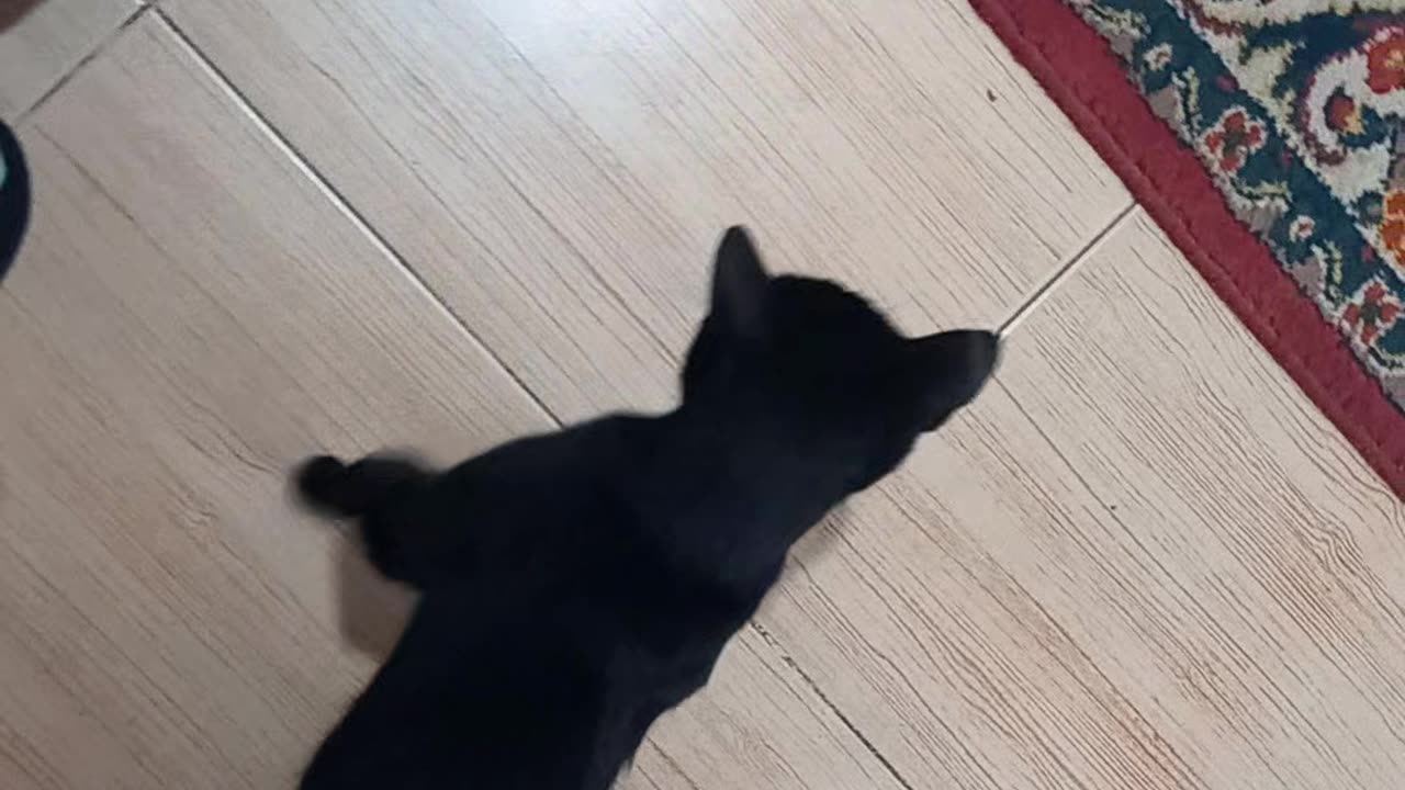 The black cat asked for food