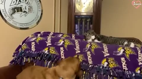 Cats vs Dogs Fighting - Funny Cats and Dogs Compilation -- PETASTIC