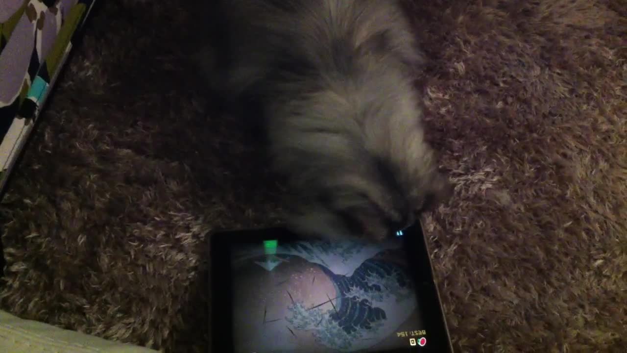 Fruit ninja cat, chicken