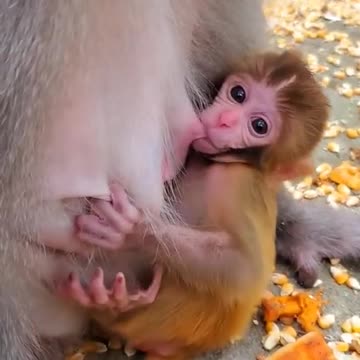 Cute monkey videos baby