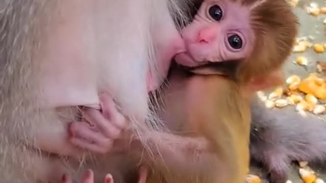 Cute monkey videos baby