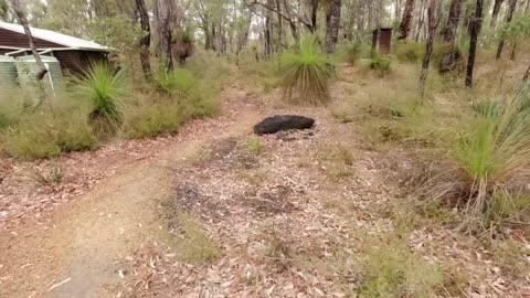 Canning Shelter on the Bibbulmun Track