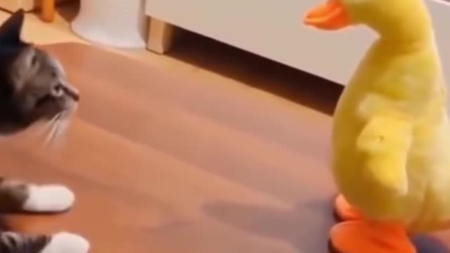 Cat Smacks A Duck #funny #video