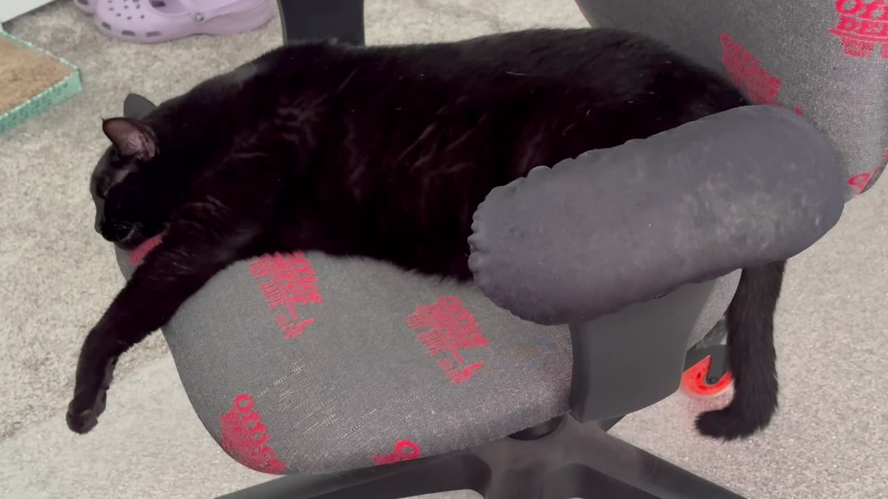 Adopting a Cat from a Shelter Vlog - Cute Precious Piper Takes Some Time for Herself in the Office