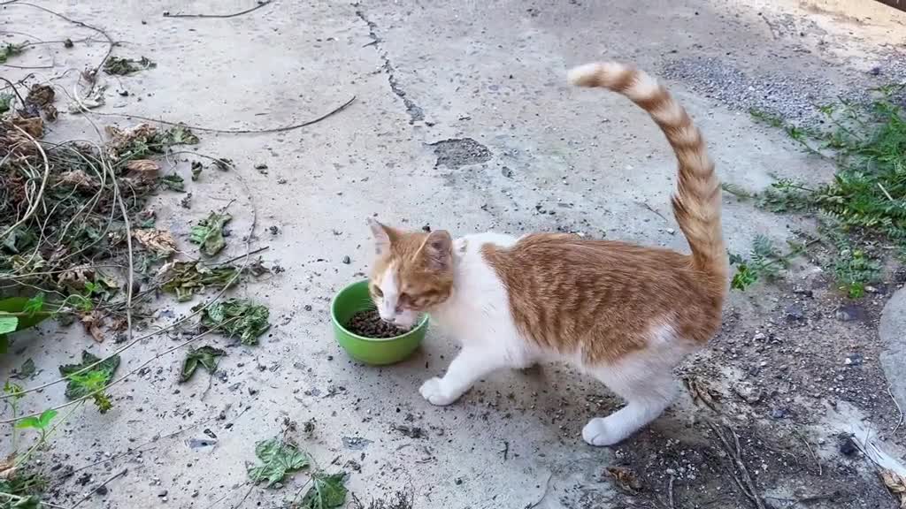 A stray kitten that disappeared for a month is back