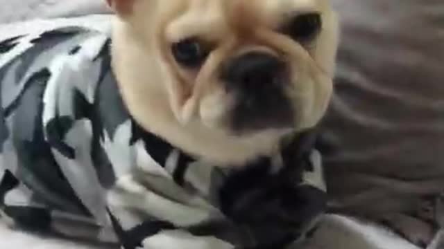 AWW CUTE🐶 BABY DOG ANIMALS 😂| 🤗 Cutest Moment Love #Shorts
