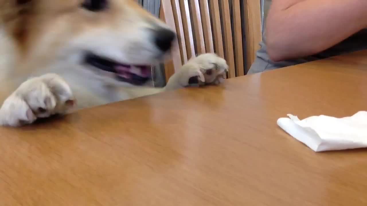 Cute Corgi steals napkin