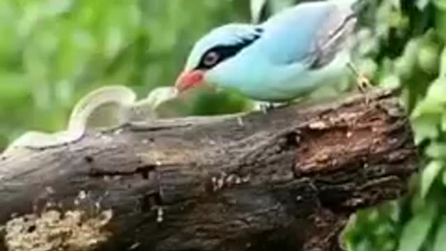 See if you can still bite me