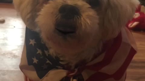 Patriot Loulou aka Louis news 📰 FBI they snuck into our great president Trumps house 😤😳🇺🇸🇺🇸💙