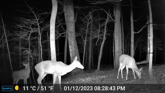 The Woods – 01/13/2023