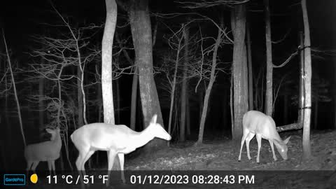 The Woods – 01/13/2023