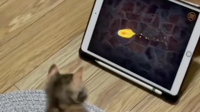 A true gamer cat