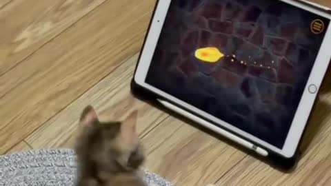 A true gamer cat