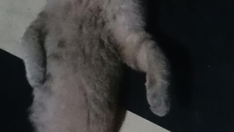 Tantrums cat