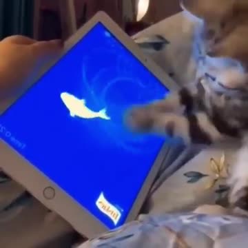animal app