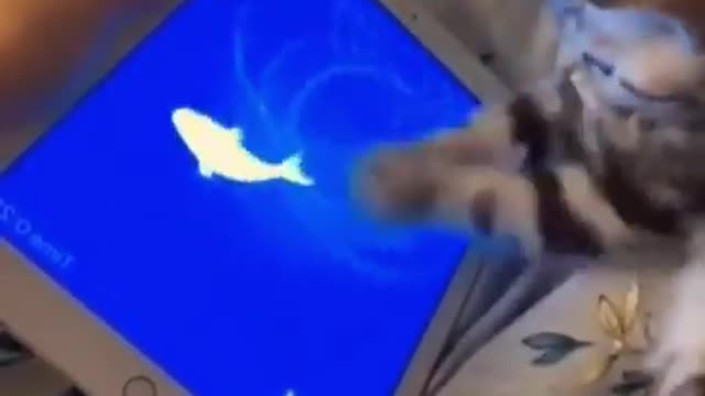 animal app