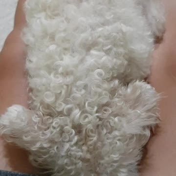 The dog hate hair cut