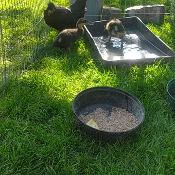 Dorothy and ducklings 🐔🦆