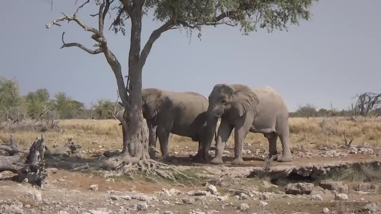 Fanny elephant Doing Funny things making lots of funny moments