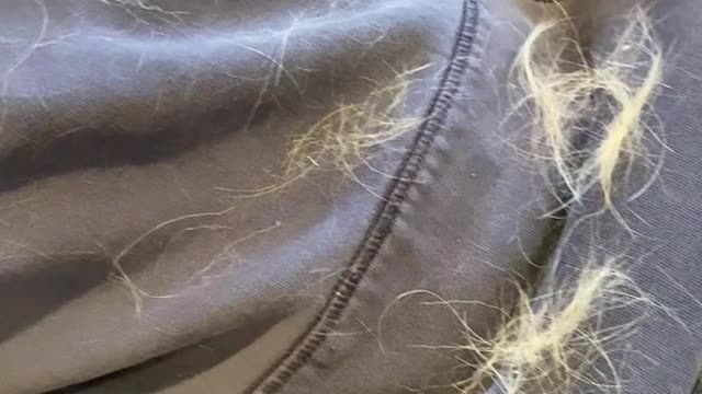 I was going to say, we had a golden retriever and he shed!!- more than the goldadors🥰