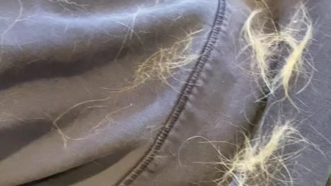 I was going to say, we had a golden retriever and he shed!!- more than the goldadors🥰