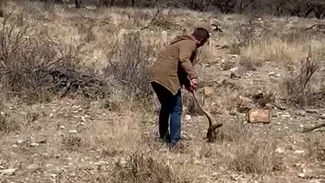 Catching monitor lizard