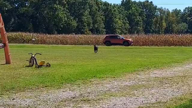 Thor Playing Catch