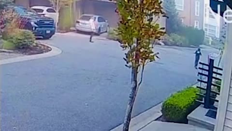 Heartstopping moment black bear stalks a child