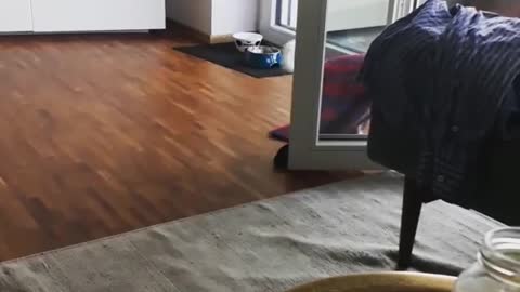 dog running away with my blanket