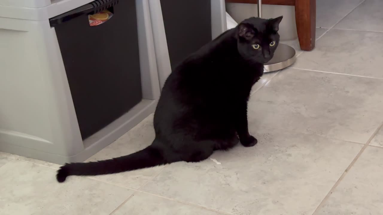 Adopting a Cat from a Shelter Vlog - Cute Precious Piper Does Security for the Downstairs File Area